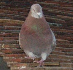 chico
