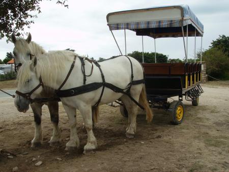 ver le camping des petits chevo